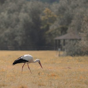 Pagoda Heron, 2021 by Katha Wood