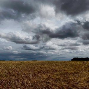 Stormy Sky Over a Late Summer Crop 2020 by Katha Wood