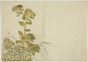 Winter Flowers: Chrysanthemums, from the book "Mirror of Beautiful Women of the Pleasure Quarters," vol. 1 by Katsukawa Shunsho