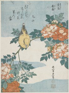 Black-Naped Oriole and China Rose, c. 1833