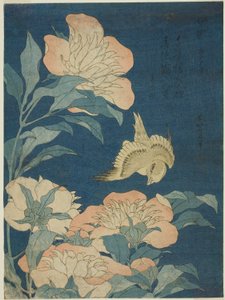 Canary and Peony, from an Untitled Series of Flowers and Birds