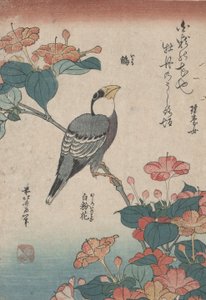 Grosbeak on Mirabilis, from an Untitled Series Named Small Flowers