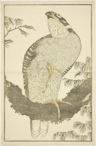 Hawk, from The Picture Book of Realistic Paintings of Hokusai