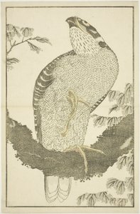 Hawk, from The Picture Book of Realistic Paintings of Hokusai (Hokusai shashin gafu) by Katsushika Hokusai