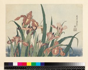 Irises and Grasshopper