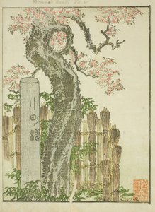 Komachi Cherry Tree, from the illustrated book 
