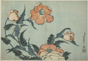 Poppies, from an Untitled Series of Flowers