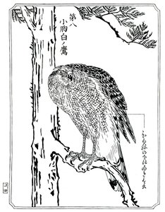 A hawk by Kawanabe Kyosai