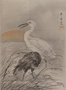 Cranes in Marsh, ca. 1887
