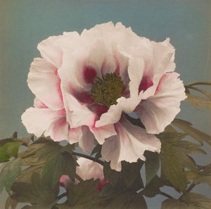 Tree Peony