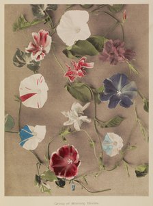 Group of Morning Glories by Kazumasa Ogawa
