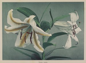 Lily