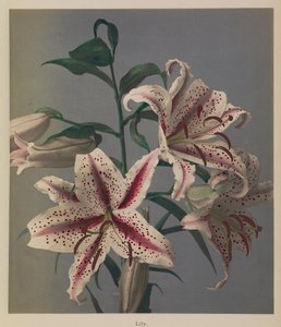 Lily