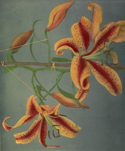 Lily, 1896