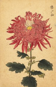 Hybrid pink quill chrysanthemum by Keika Hasegawa