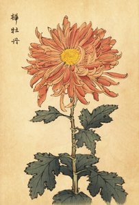 Hybrid Salmon-Pink Chrysanthemum, 1893 (engraving) by Keika Hasegawa