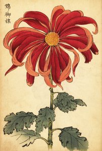 Hybrid Scarlet and Pink Chrysanthemum (1893) by Keika Hasegawa