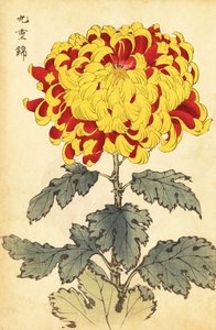 Hybrid Scarlet and Yellow Chrysanthemum (engraving) by Keika Hasegawa