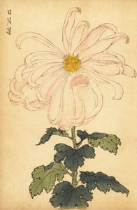 Hybrid white and pink chrysanthemum (engraving) by Keika Hasegawa