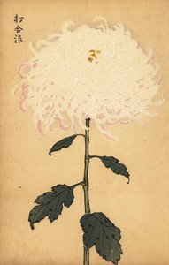 Hybrid White Chrysanthemum by Keika Hasegawa