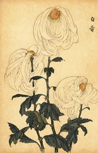 Hybrid white chrysanthemum (1893)