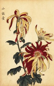 Hybrid Yellow and Crimson Chrysanthemum (engraving)