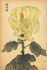 Hybrid yellow incurve chrysanthemum, 1893 by Keika Hasegawa