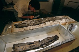 Dr. Matthew Adams inspects wood boat plank in lab, hardwood, not cedar, from Abydos, Egypt by Kenneth Garrett
