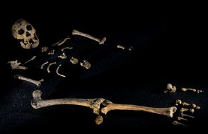 Four foot seven inch tall composite skeleton from individuals found at Dmanisi, 2008 by Kenneth Garrett
