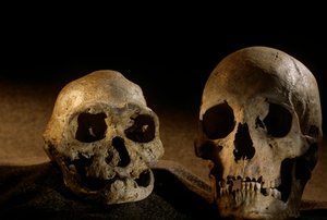 Homo Erectus Skull, Toothless, and Modern Human Skull, Dmanisi by Kenneth Garrett