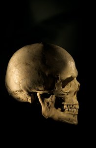 Modern Human Skull, scientific study skeleton by Kenneth Garrett
