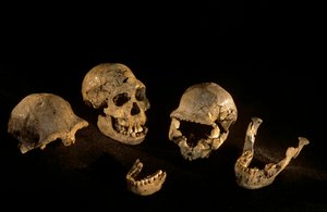 Skulls & mandibles from Dmanisi, Georgia Homo Erectus site by Kenneth Garrett