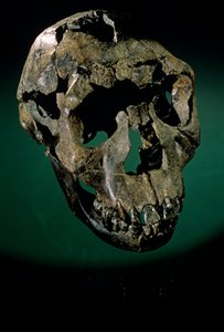 Turkana Boy, Kenya, West Turkana, Lake Turkana, KNMER-WT15000, H. erectus, Nariokotome, 2008 by Kenneth Garrett
