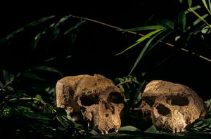 Skulls from Yunxian, Zhoukoudian cave, China by Kenneth Garrett