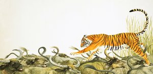A Tiger Running Along the Backs of Buffalo