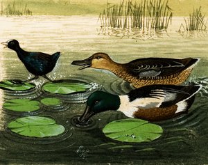 Ducks and Drakes