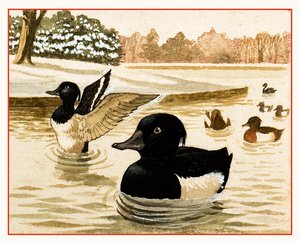 Ducks and Drakes