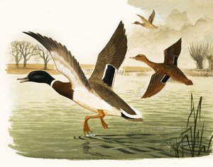 Ducks and Drakes