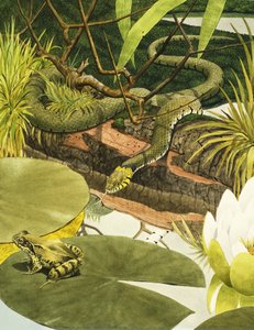 Snake About to Eat a Toad