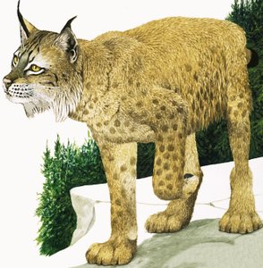 The Lynx