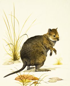 The Quokka from Australia, a Type of Wallaby