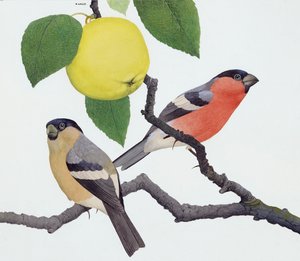 The Bullfinch