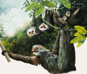 Two-Toed Sloth