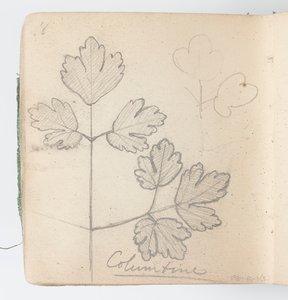 Sketchbook Page: Columbine
