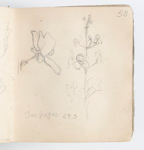 Sketchbook Page: Sketch of Flower by Kenyon Cox