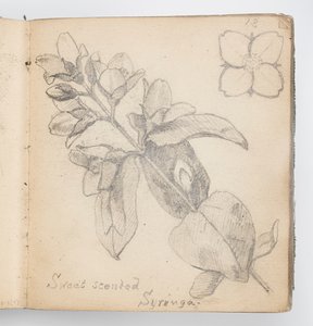 Sketchbook Page: Sweet Scented Syringa by Kenyon Cox