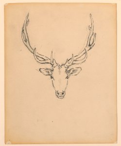 Study of Stag Head