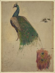 The Sciences, Study for Peacock in Tympanum, Southwest Gallery, Decoration for the Library of Congress by Kenyon Cox
