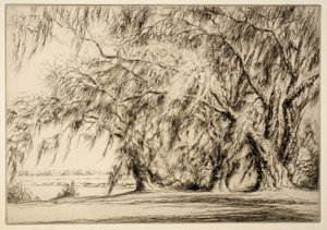 Oaks and Moss