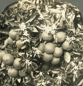 Orange Blossoms and Mature Oranges Growing on the Same Tree, California, c1900 by Keystone View Company